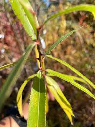 Image result for Salix