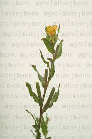 Image result for Oenothera indecora