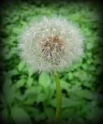 Dandelion Common Wildfoods 4 Wildlife Dandelion Edible Wild Plants Wild Plants