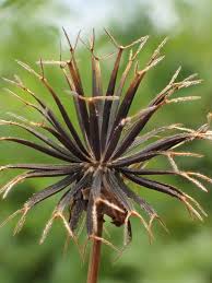 Image result for Bidens oligoflora