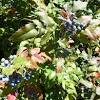 Hollies are the most malleable of trees. Https Encrypted Tbn0 Gstatic Com Images Q Tbn And9gcrluunpnf4qcgux5zqnfcimw4g D0pyp7tmfrc98uoz6cirdyvb Usqp Cau