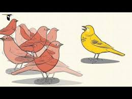 Birds That Start With A P Speciation An Illustrated Introduction Biology Lessons Life Science Lessons Teaching Biology
