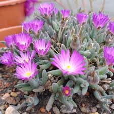 Image result for Nananthus aloides