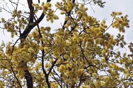 Image result for Combretum pisoniiflorum