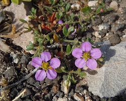 Image result for Fagonia