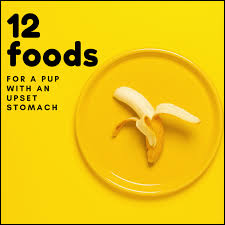 Browse an assortment of flavors in convenient packaging designed to suit your needs. 12 Human Foods To Give To Dogs With Diarrhea Or Upset Stomach Pethelpful