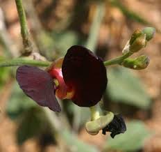 Image result for Macroptilium atropurpureum