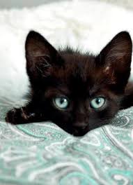 Black Baby Kittens With Green Eyes An Adorable Black Kitten With Enticing Pale Green Eyes Beautiful Cats Pretty Cats Kittens Cutest