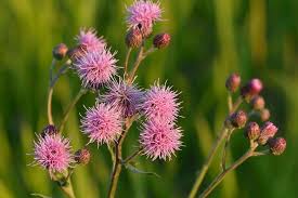 Image result for Tapinanthus constrictiflorus