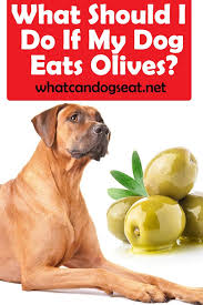 What Should I Do If My Dog Eats Olives Dog Eating Dog Nutrition Can Dogs Eat
