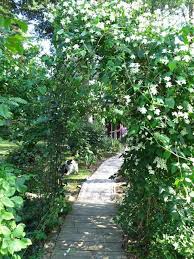 Check spelling or type a new query. Summer Snow Clematis Vitalba Paul Farges The Strongest And Most Hardy Of The Family You May Hold It Back With A Sci Pergola Tradgard Ideer Tradgard Vaxter
