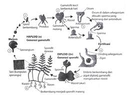 Tumbuhan paku dan protalium adalah bagian dari generasi sporofit yang terdapat pada bagian pteridophyta. Perhatikan Bagan Pertumbuhan Paku Berikut Ini