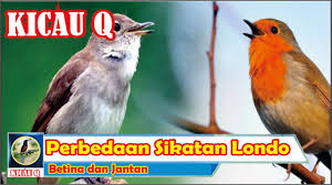 Kaki depan mereka dimodifikasi menjadi sayap. Perbedaan Sikatan Londo Betina Dan Jantan Kicau Q Youtube