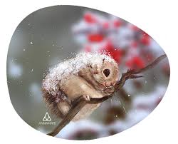 Check spelling or type a new query. Annamaria Fekete Japanese Dwarf Flying Squirrel