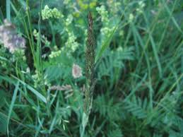 Image result for Agrostis epigejos