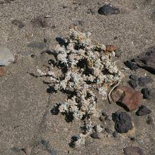 Image result for Polycarpaea