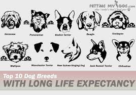 Top 10 Dog Breeds With Long Life Expectancy Check Out The Lifespan Of Dog