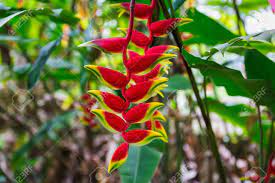 Heliconia Rostrata Flower Or Hanging Lobster Claw Close View Stock Photo Picture And Royalty Free Image Image 106503660