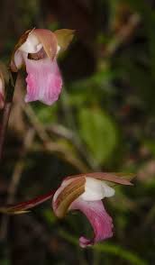 Image result for Eulophia sp. nov.