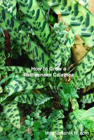 Rattlesnake Calathea Care Tips Calathea Plant Plants Calathea