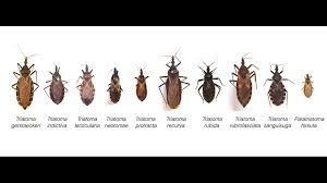 Where do you need bug & insect control pros? Insidious Kissing Bugs Bite Texas Woman She Awaits Chagas Disease Test Results Krem Com