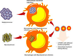 Image result for Intracellular Bacteria
