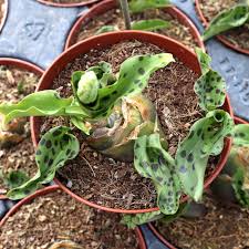 Image result for Drimiopsis barteri