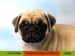 However, free jack russell terrier dogs and puppies are a rarity as rescues usually charge a small adoption fee to cover their expenses (usually less than $200). Pug Puppies Petland Chicago Ridge