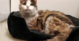 Evden Kacip Kaybolan Minik Kedi 17 Yil Sonra Sahibine Geri Dondu Haberler Dunya