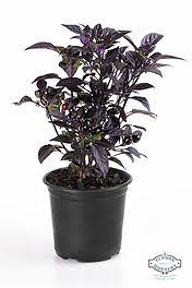 Image result for Plectranthus chimanimanensis