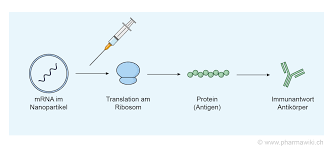 Oct 02, 2020 · aufbau und struktur der dna. Pharmawiki Mrna Impfstoffe