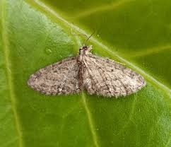 Image result for Eupithecia actaeata