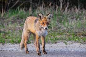 Chernobyl exclusion zone has transformed into an animal refuge in the absence of humans – RANDOM Times •