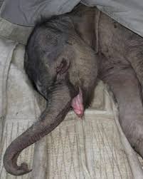 The tears were real.* In 2013, a baby elephant named **Zhuang Zhuang**  learned a hard lesson the moment he was born: Not all mothers are ready to  be mothers. Minutes after his