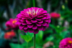 High percentage of wide flowers with a double row of vlarge, fully double dahlia type flowers bloom on sturdy branching plants. Zinnia Zinnia A To Z Flowers