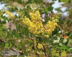 Image result for Erythrostemon