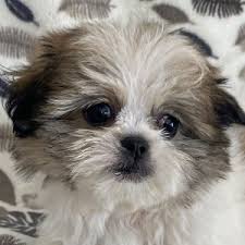 Shih tzu puppies ckc registered, vet checked, health certificate, shots and wormed. Shih Tzu Puppies Heavenly Puppies