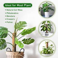 In the wild, the vines are known to grow up to 20 feet long! Buy Coir Moss Totem Pole Plant Support Stakes For Climbing Plants Support 2 Packs 16 Inches Coir Moss Sticks For Indoor Plants Monstera Adansonii Creeper With 2 Rolls 120 Inch Hook