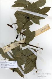 Image result for Monanthotaxis parvifolia