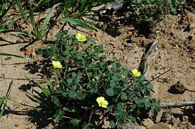 Check spelling or type a new query. Oxalis Pes Caprae Pacific Bulb Society
