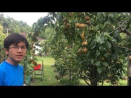 Description chojuro vs asuma19/5/2020, 18:39. The 2 Best Asian Pear To Be Planted In Your Backyard Abundant Fruits Early Ripening Delicious Youtube