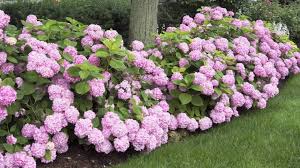 We did not find results for: Hydrangea Mania Comes To California What To Plant Now The Sacramento Bee