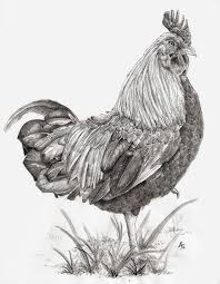 Rooster Drawing By Angelica Stanton Buy Now As Poster Art Print And Greeting Card Animal Drawings Chicken Art Rooster