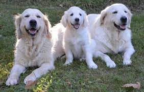 Check spelling or type a new query. Golden Pyrenees Great Pyrenees Golden Retriever Mix Info Pics Doggie Designer