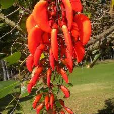 Image result for Erythrina falcata