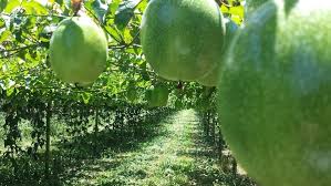 You will want to use some compost as well, as this will help retain a bit of that moisture. Passion Fruit Cultivation Practices Growing Methods Asia Farming