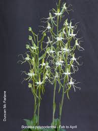 Image result for Bonatea