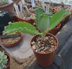 Image result for Kalanchoe pinnata