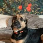 Top 21 Most Adorable German Shepherd Mix Breeds That You ...