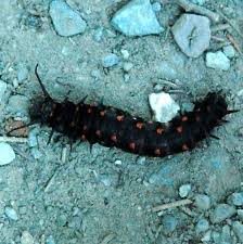 Black And Red Spiky Caterpillar California Large Spiky Black Red Caterpillar Battus Philenor Bugguide Net